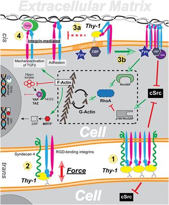 Thy-1 in Integrin Mediated Mechanotransduction